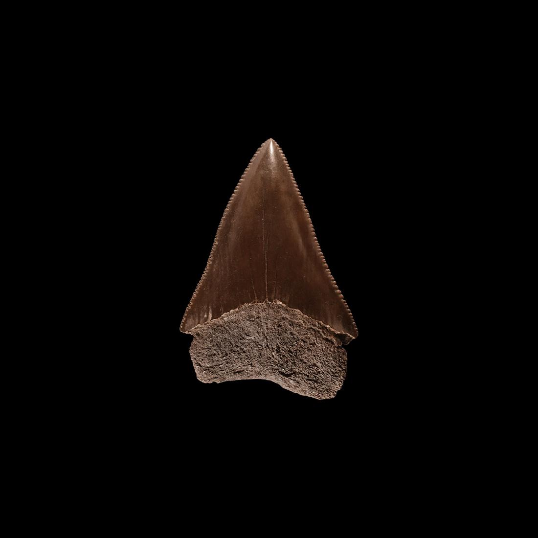 Natural History - Great White Shark Fossil Tooth: Early Pleistocene Epoch, 1 million years BP. A rare example of Carcharodon carcharias shark tooth in dark brown, smooth enamel and good serrations, from the James City Formation River, North Carolina,