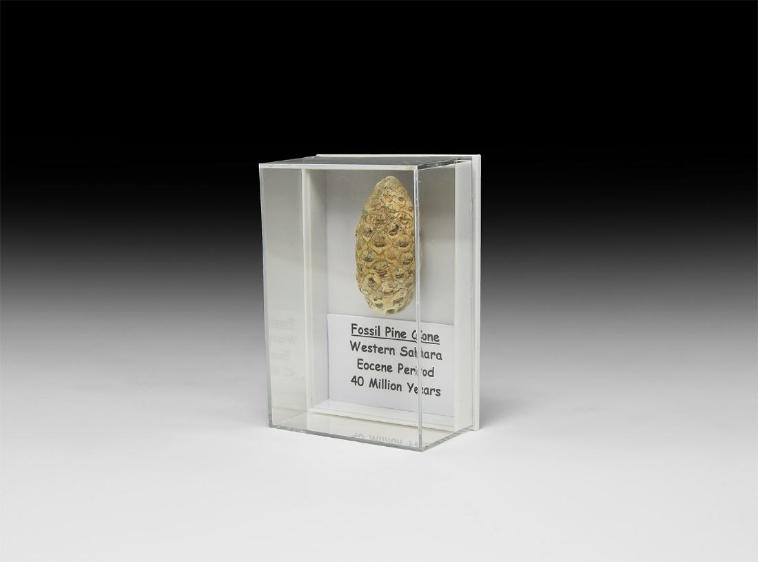 Natural History - Fossil Pine Cone (1 of 1)