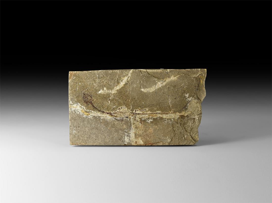 Natural History - Sinohydrosaurus Fossil (1 of 1)