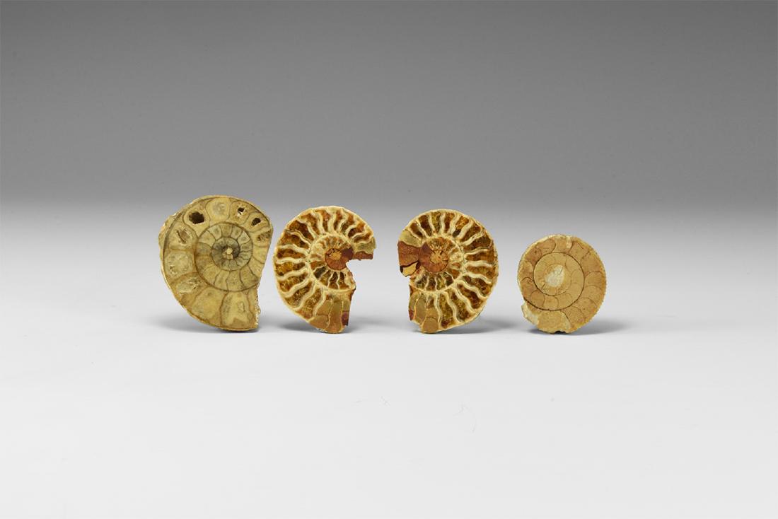 Natural History - Ammonite Display Collection (1 of 1)