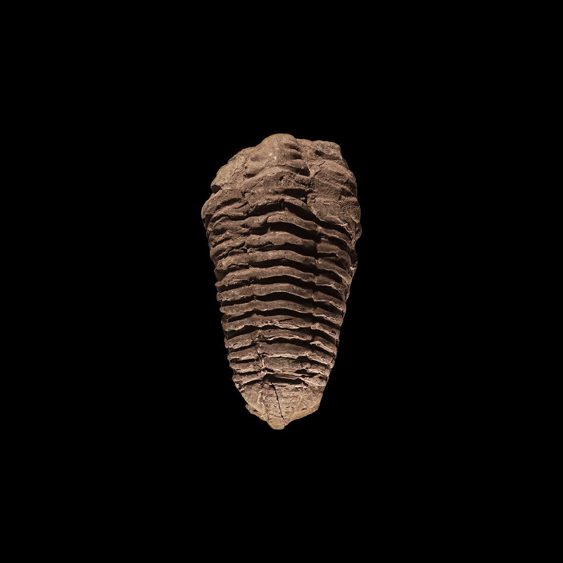 Natural History - Fossil Trilobite: Upper Devonian Period, 385-359 million years BP. A fossil Diaclaymene(?) trilobite. 132 grams, 96mm (3 3/4"). Property of a North London gentleman; previously in a private collection formed in the 199