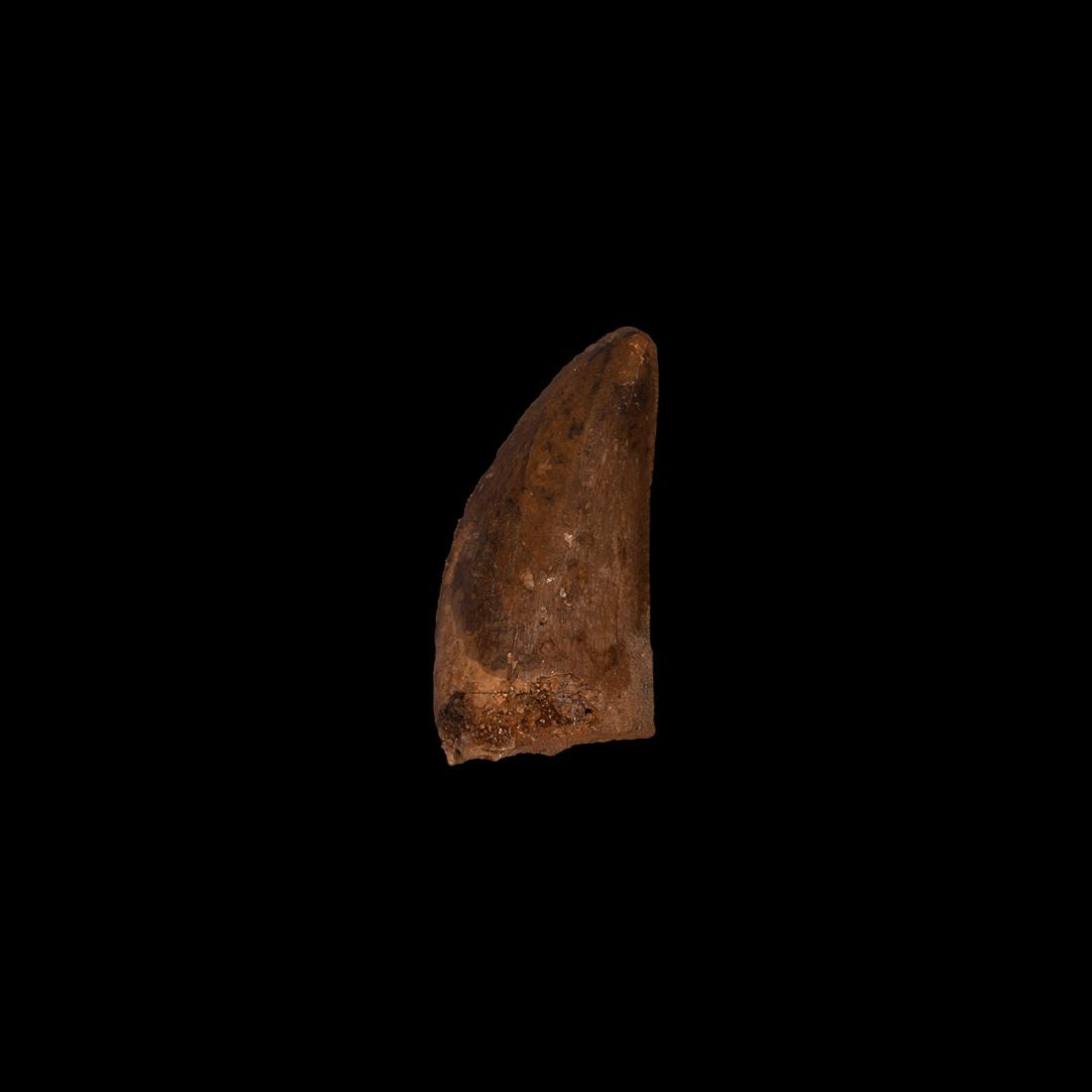 Natural History - African 'T-Rex' Fossil Tooth: Cretaceous Period, Aptian Stage, 125-113 million years BP. A large tooth of the Carcharodontosaurus saharicus from the Tegana formation of the Sahara Desert, Morocco. 15.2 grams, 51mm (2"). From an ol
