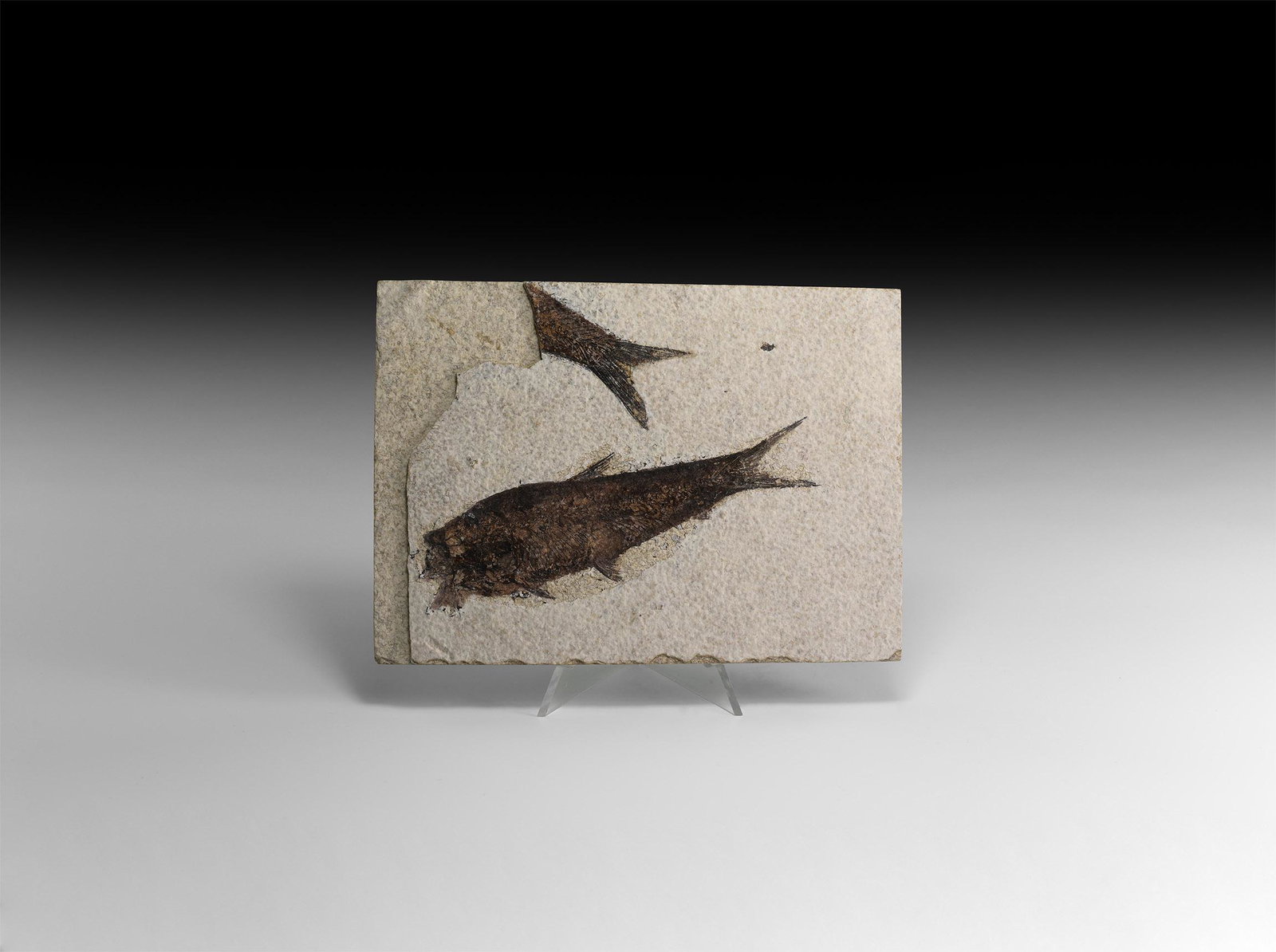 Natural History - Fossil Diplomystus Fish (1 of 1)