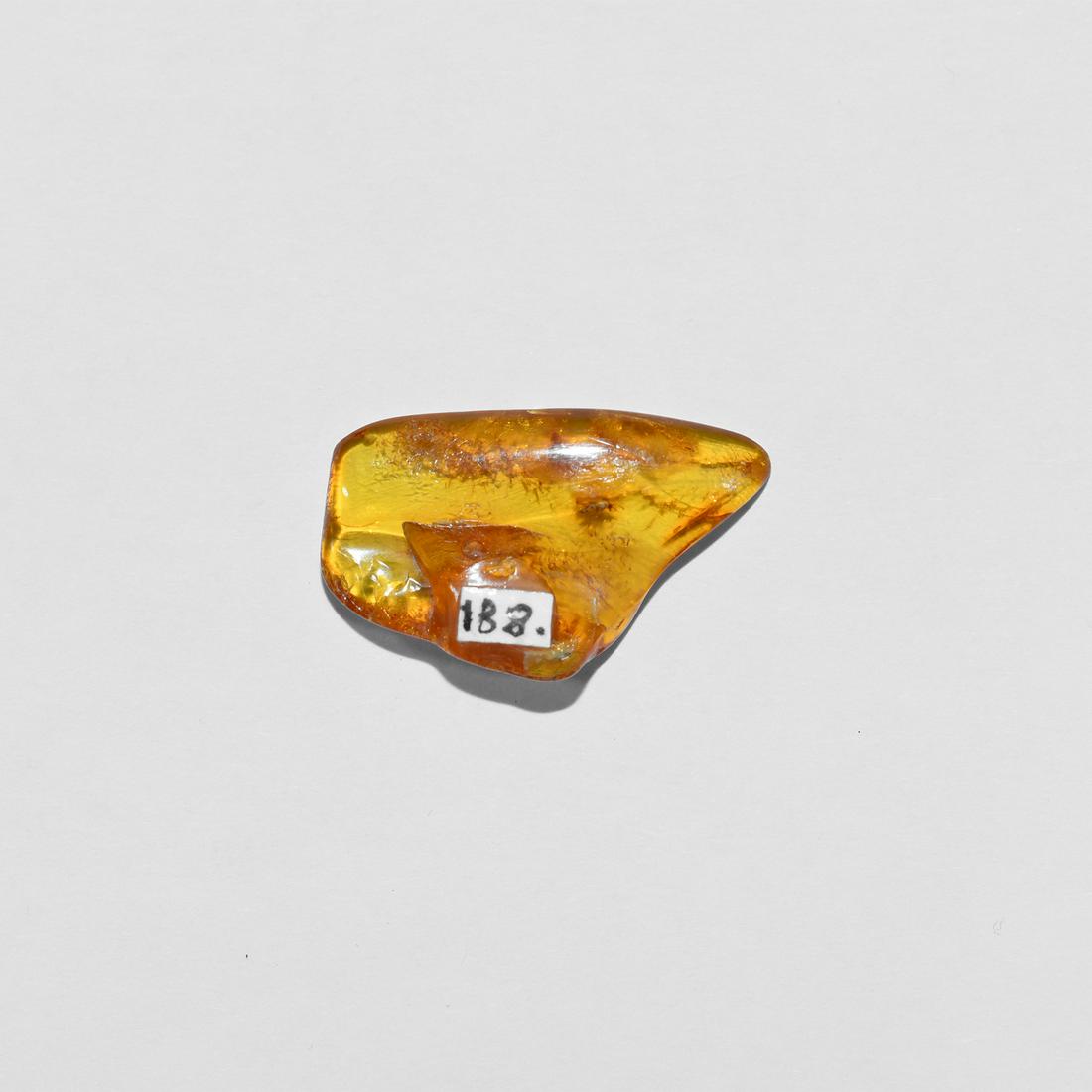 Polished Baltic Amber with Chironomid Midge: Oligocene Period, 45 million years BP. A flattish flake of Lithuanian Baltic amber with crazed surface, containing a chironimid midge and another insect. 1.1 grams, 27mm (1"). Property of a Kent, UK c