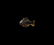 Phoenician Banded Agate Fish Amulet