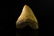 Megalodon Giant Shark Tooth Replica