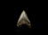 Megalodon Fossil Giant Shark Tooth
