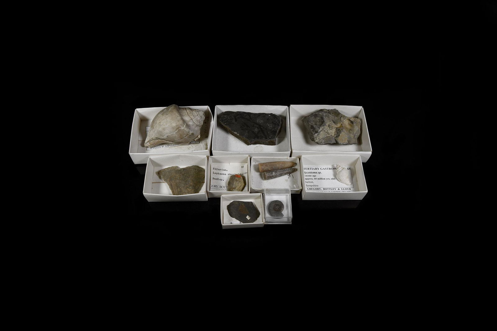 Historic British and Other Fossil Collection (1 of 1)