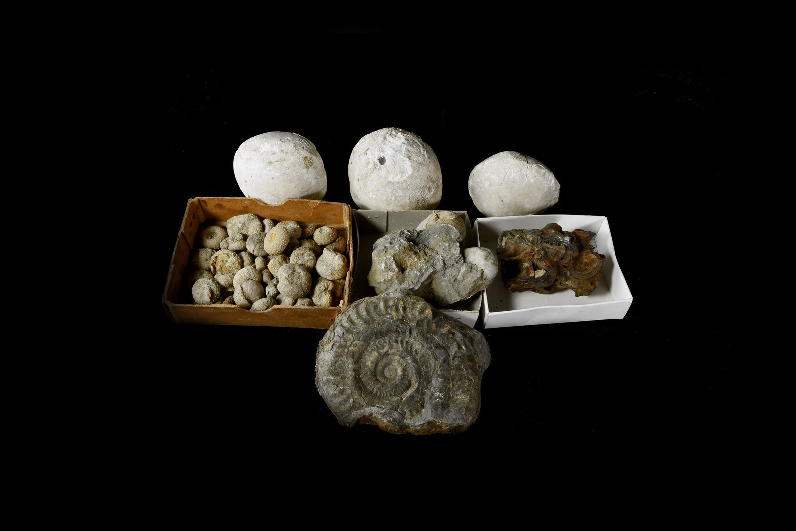 Historic British and Other Fossil Collection (1 of 1)