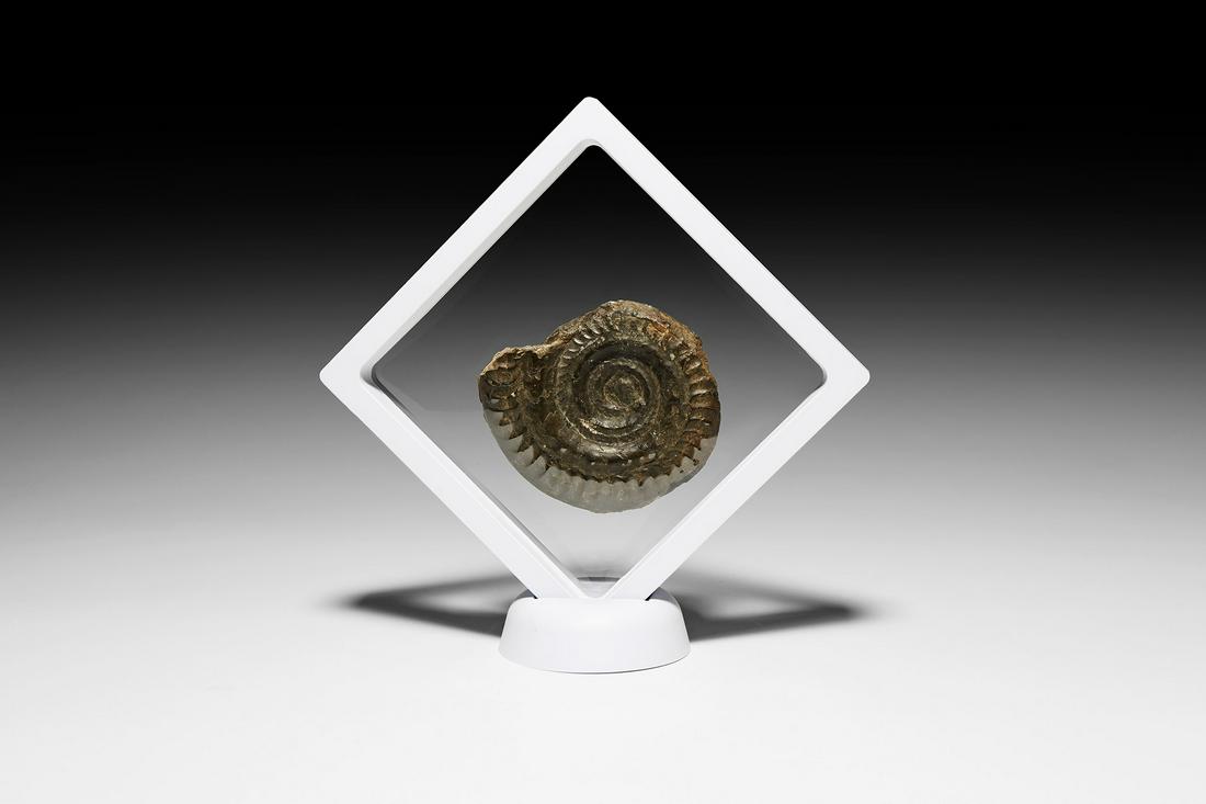 British Port Mulgrave Fossil Ammonite: Jurassic Period, 201-174 million years BP. A fossil ammonite, possibly a Hildoceras bifrons, held in a display case. 138 grams total, 15.5cm including stand (6"). From the private collection of a Shro