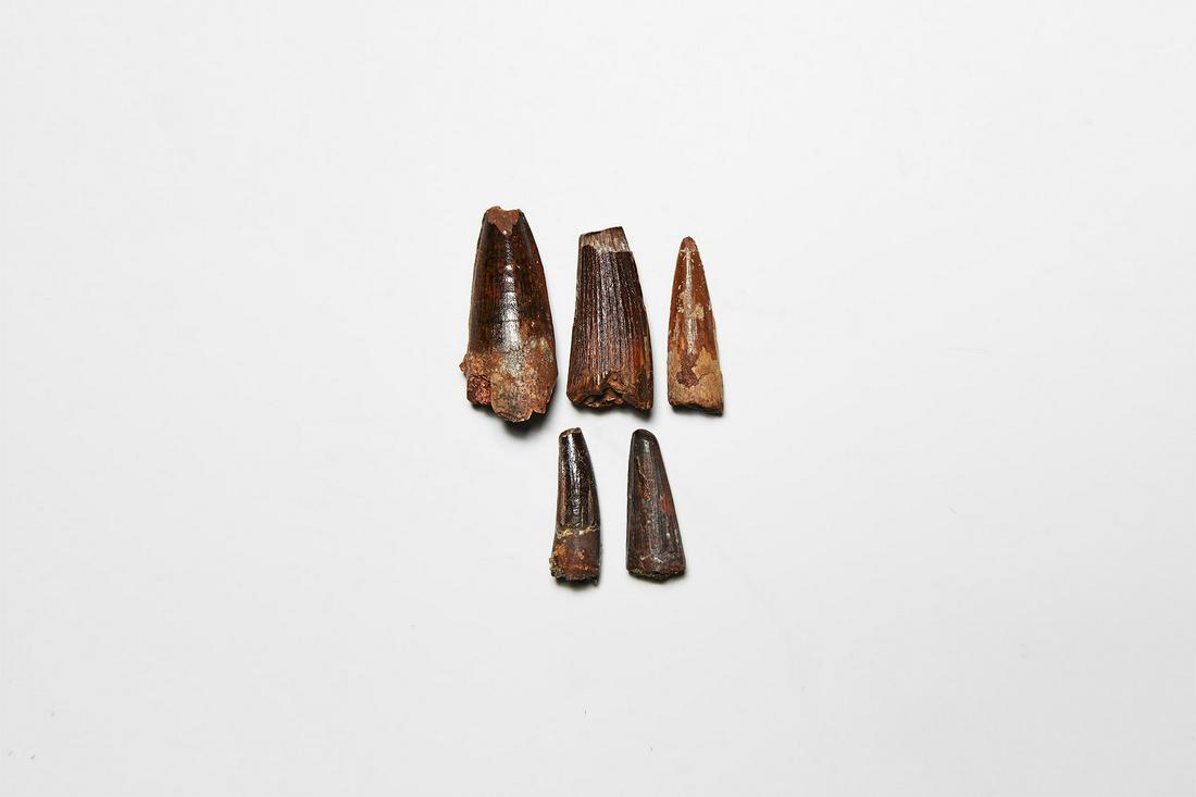 Fossil Spinosaurus Dinosaur Tooth Group: Cretaceous Period, 125-113 million years BP. A group of five fossil Spinosaurs maroccanus dinosaur teeth, from the Tegana Formation. 60 grams total, 40-54mm (1 1/2 - 2"). From an old German paleontolo