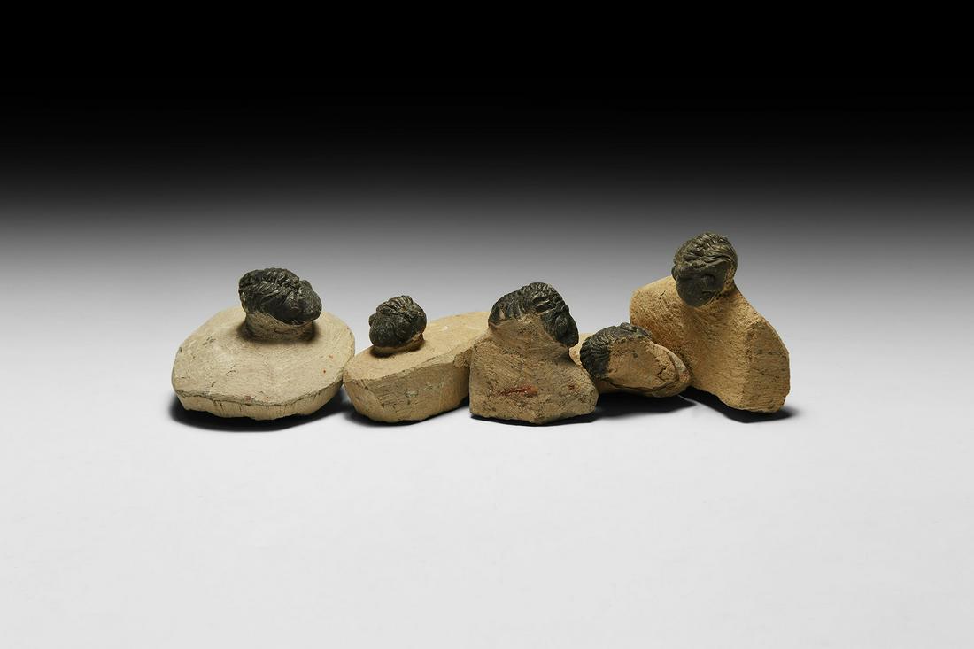 Fossil Trilobite Group (1 of 1)