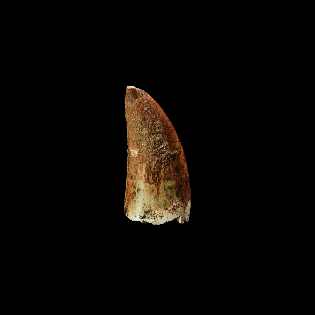 Fossil African T-Rex Dinosaur Tooth: Cretaceous Period, circa 100 million years BP. A fossil Carcharodontosaurus saharicus African T-Rex dinosaur tooth, from the Tegana formation. 13.1 grams, 55mm (2 1/4"). From an old Lincolnshire colle
