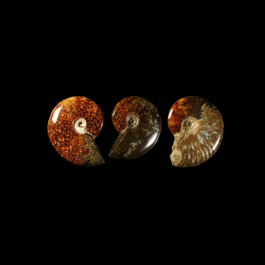 Polished Fossil Ammonite Group (1 of 1)