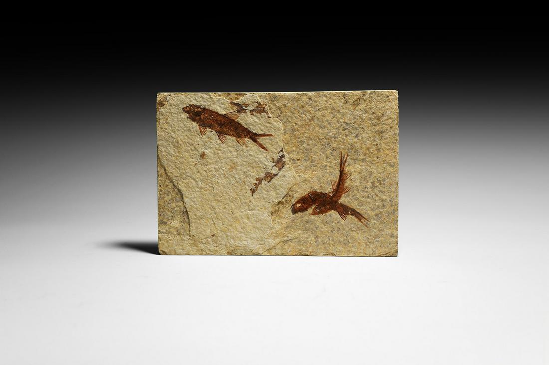 Fossil Knightia Alta Fish (1 of 1)