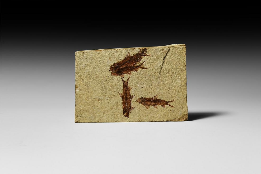 Fossil Knightia Alta Fishes (1 of 1)