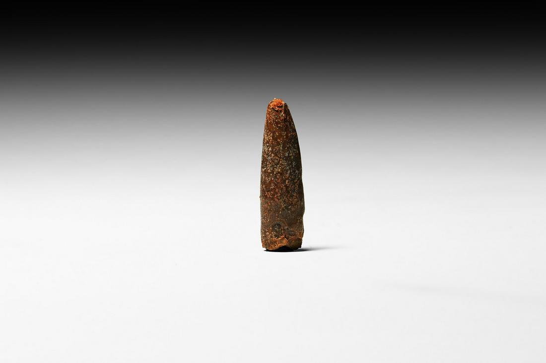 Fossil Rebbachisaurus Sauropod Dinosaur Tooth: Late Cretaceous Period, circa 95 million years BP. A fossil Rebbachisaurus garasbae dinosaur tooth, from the Kem Kem Basin. 3.03 grams, 30mm (1 1/4"). From an old German paleontological collection; fr