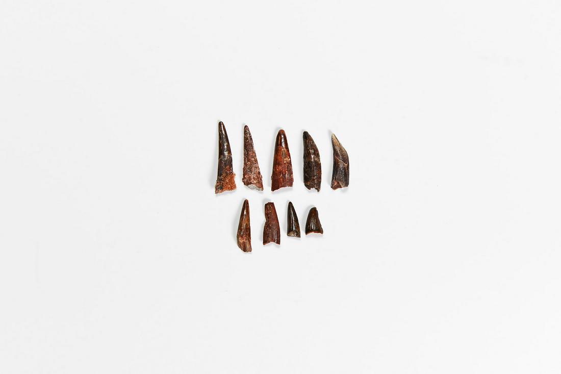Fossil Siroccopteryx Pterosaur Tooth Group: Cretaceous Period, circa 90 million years BP. A group of ten fossil Siroccopteryx moroccensis pterosaur teeth, from the Tegana Formation. 5.6 grams total, 9-25mm (01/04/2001"). From an old German pale