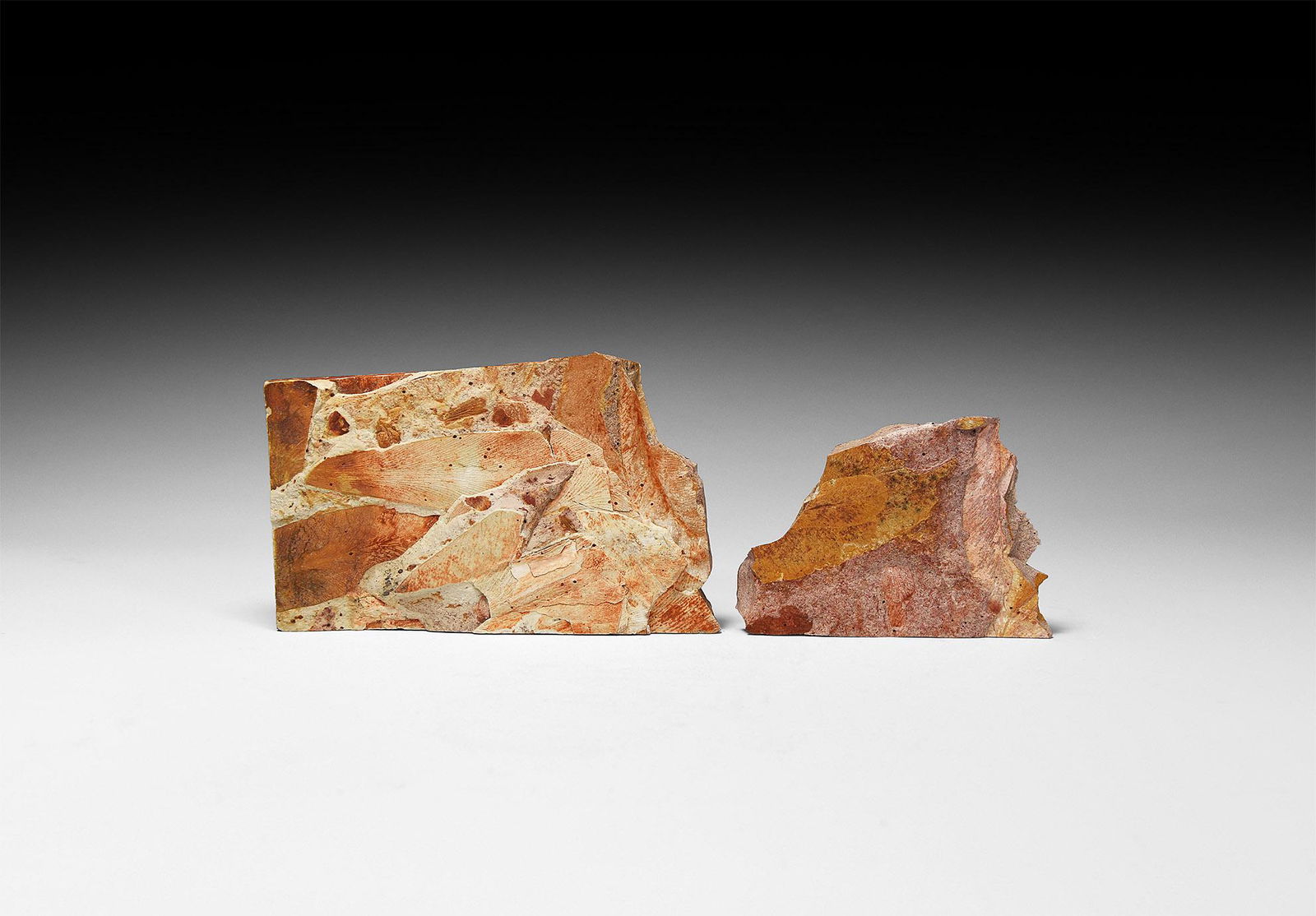 Fossil Glossopteris Leaves (1 of 1)