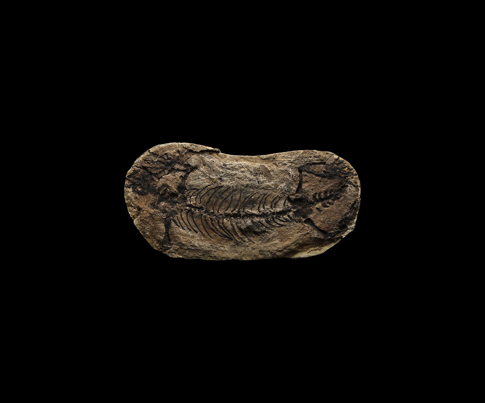 Natural History - Fossil Barrasaurus Skeleton (1 of 1)