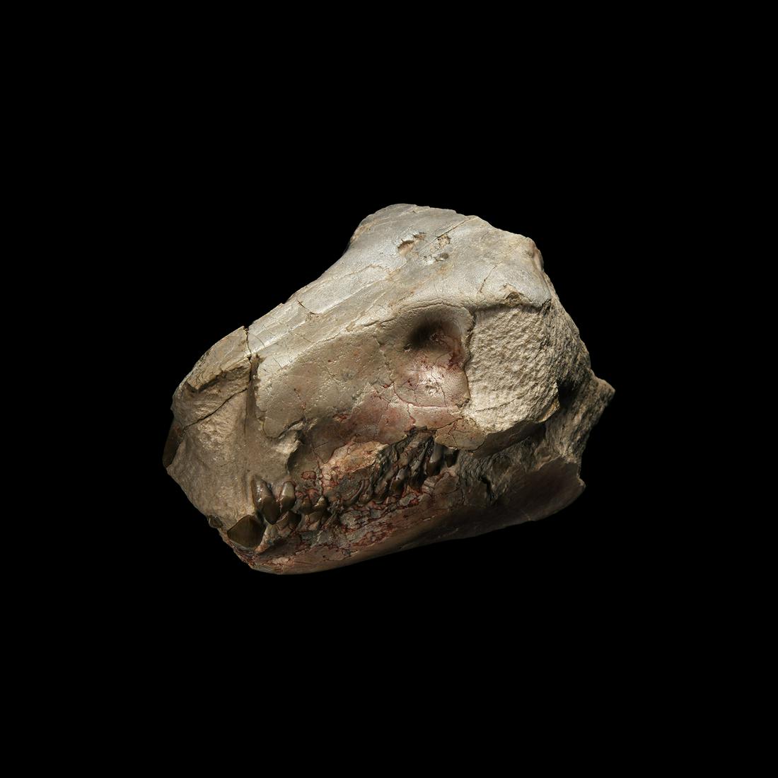 Natural History - Fossil Oreodont Skull: Oligocene Period, 45 million years BP. A fossil skull of Merycoidodon culbertsoni oreodont with two canines and a large quantity of smaller teeth in situ. 1.4 kg, 16.5cm (6 1/2"). From a Cambridgeshir