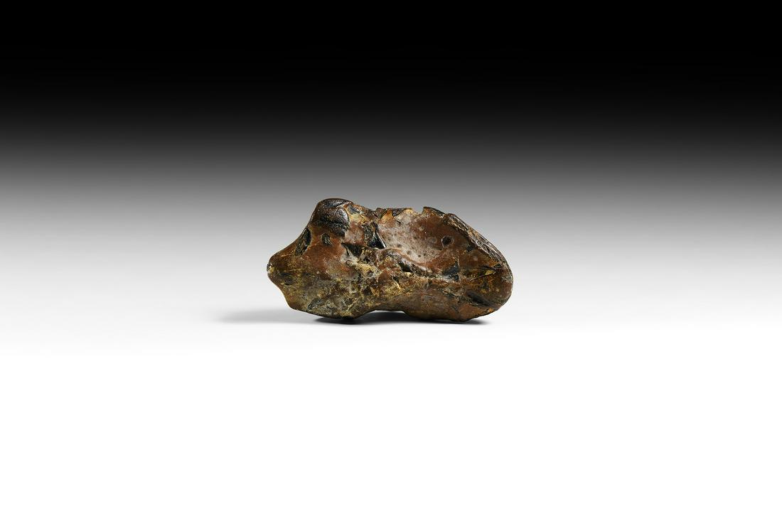 Fossil Fish Skull (1 of 1)