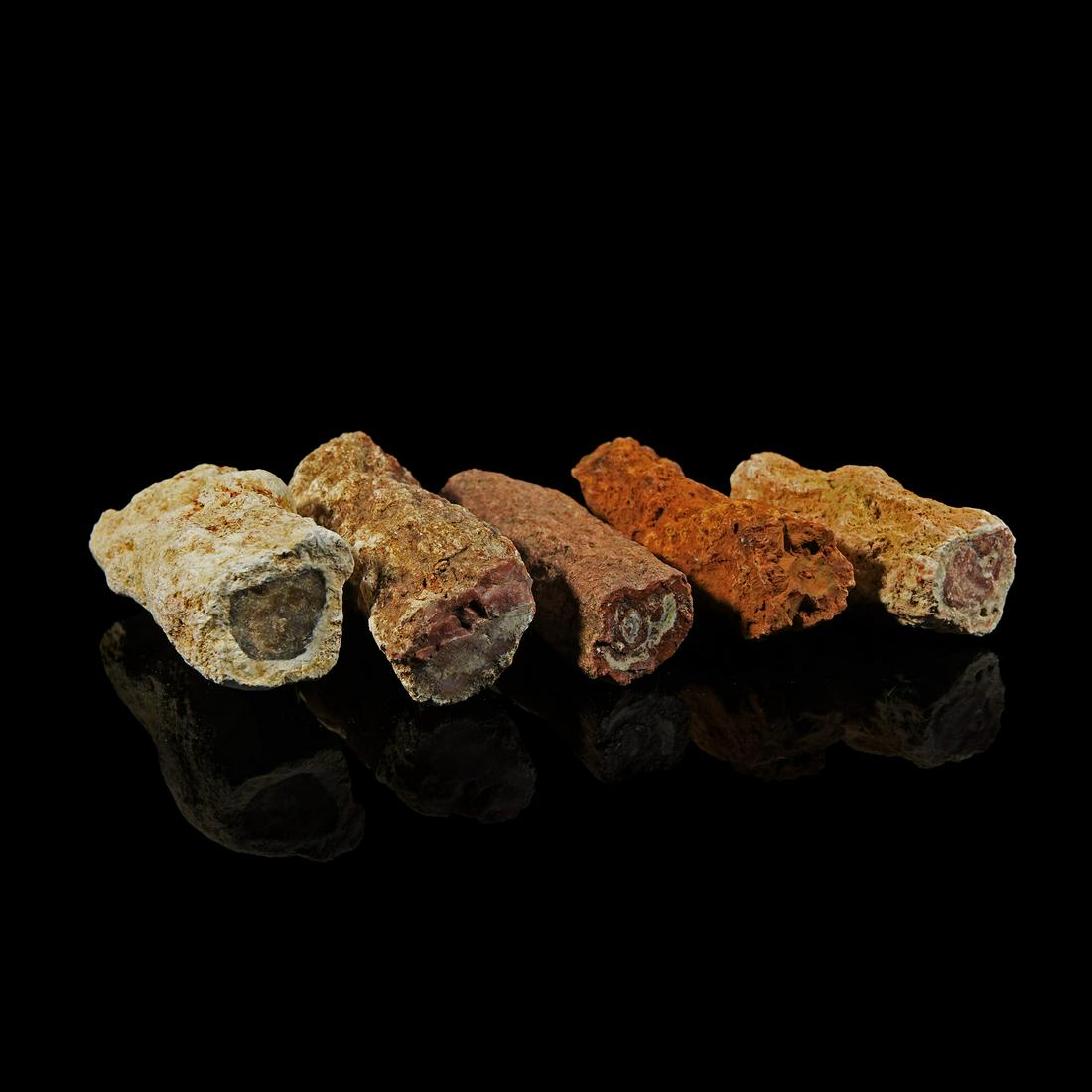 Fossil Petrified Tree Branch Pieces [5] (1 of 1)