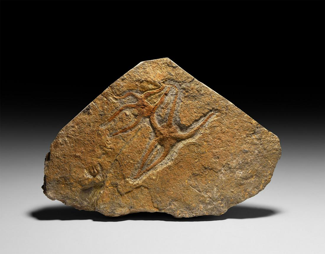 Twin Fossil Starfish on Matrix (1 of 1)