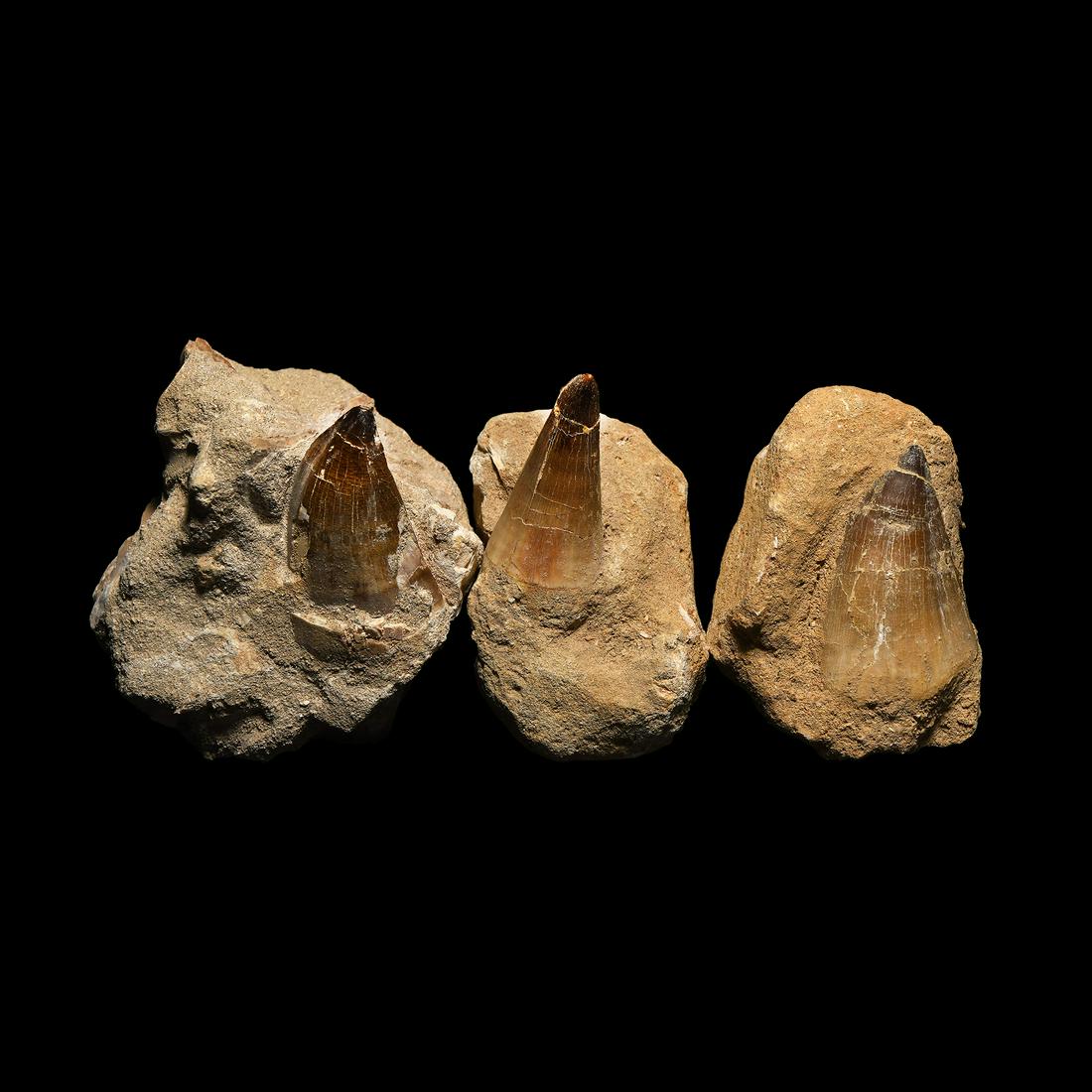 Mosasaur Fossil Teeth Group: Cretaceous Period, 67-65 million years BP. A group of three Mosasaur sp. teeth in a matrix. 570 grams total, 78-87mm (3 - 3 1/2"). From an East Anglia, UK, collection. [3, No Reserve]