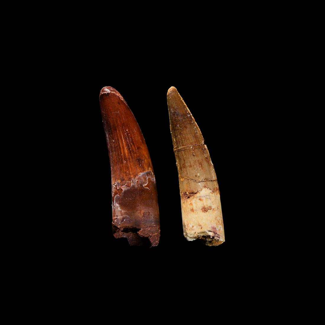 Spinosaurus Dinosaur Fossil Tooth Group: Cretaceous Period, 145-65 million years BP. A pair of two fossilised Spinosaurus maroccanus teeth. 33 grams total, 63-64mm (2 1/2"). From an East Anglia, UK, collection. [2, No Reserve]