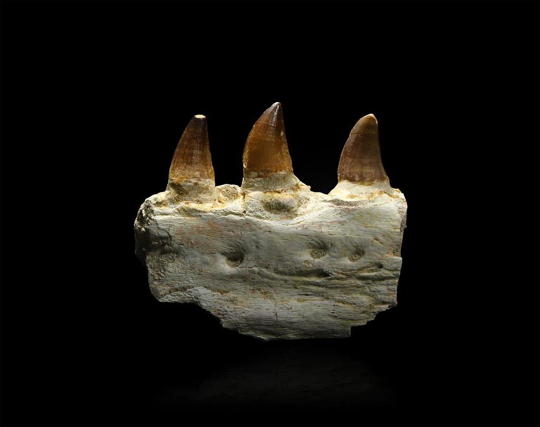 Mosasaur Fossil Jaw Section: Cretaceous Period, 180 million years BP. A lower jaw section displaying three teeth from the Mosasaur prognathodon dinosaur. 271 grams, 11.2cm (4 1/2"). From an old Bristol paleontological collection;
