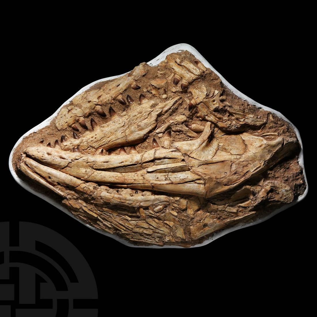 Massive Fossil Mosasaurus Anceps Jaws: Cretaceous Period, 67-65 million years BP. An exceptionally large and spectacular fossil Mosasaur dinosaur skull on matrix showing both sides of both upper and lower jaws, with dentition; the main sku