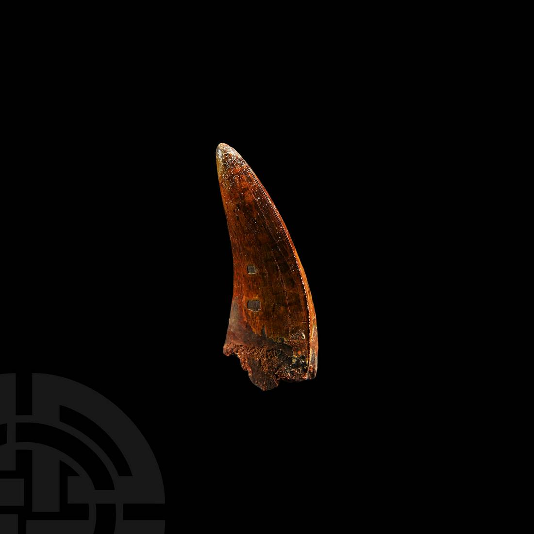 Large African 'T-Rex' Fossil Tooth: Cretaceous Period, 145-65 million years BP. A large fossil Carcharodontosaurus saharicus (African T-rex) dinosaur tooth, with remains of enamelling and serration to both edges; accompanied by a presen