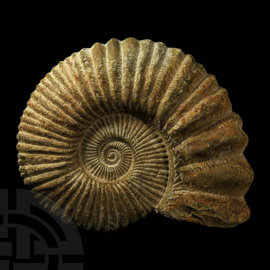 Very Large Fossil Agadir Ammonite (1 of 1)