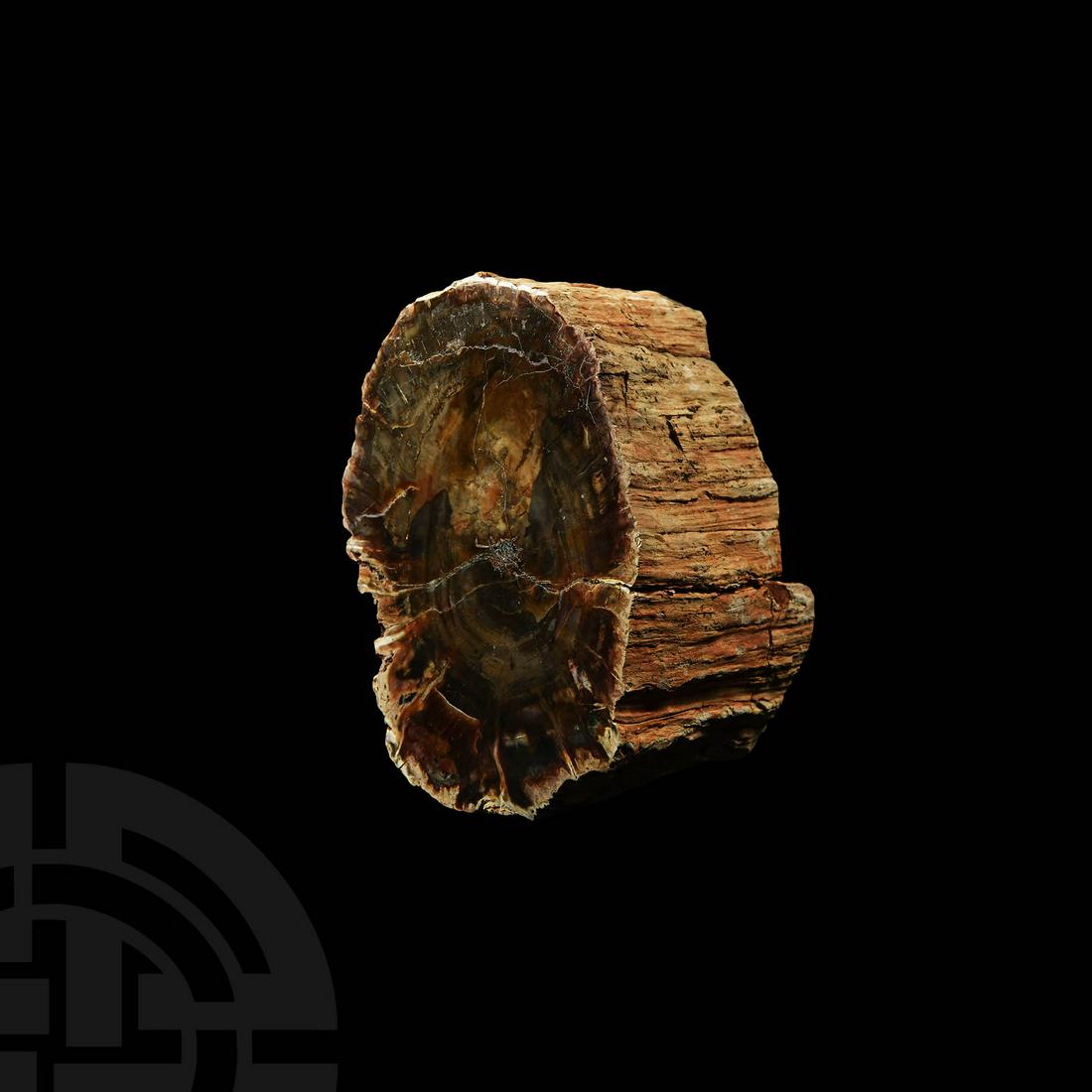 Fossilised Wood Display (1 of 1)