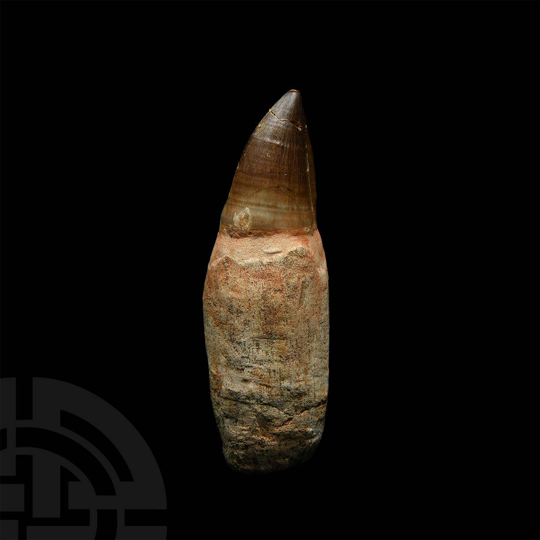 Large Mosasaur Fossil Tooth with Root: Cretaceous Period, 145-65 million years BP. A large Mosasaur sp. fossil tooth with root, remains of enamel. 128 grams, 11.6cm (4 1/2"). From an East Anglian, UK, collection. [No Reserve]