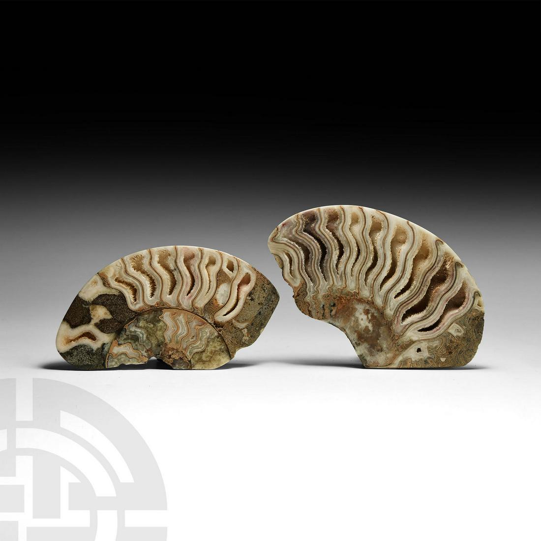 Cut and Polished British Fossil Ammonite Group (1 of 1)