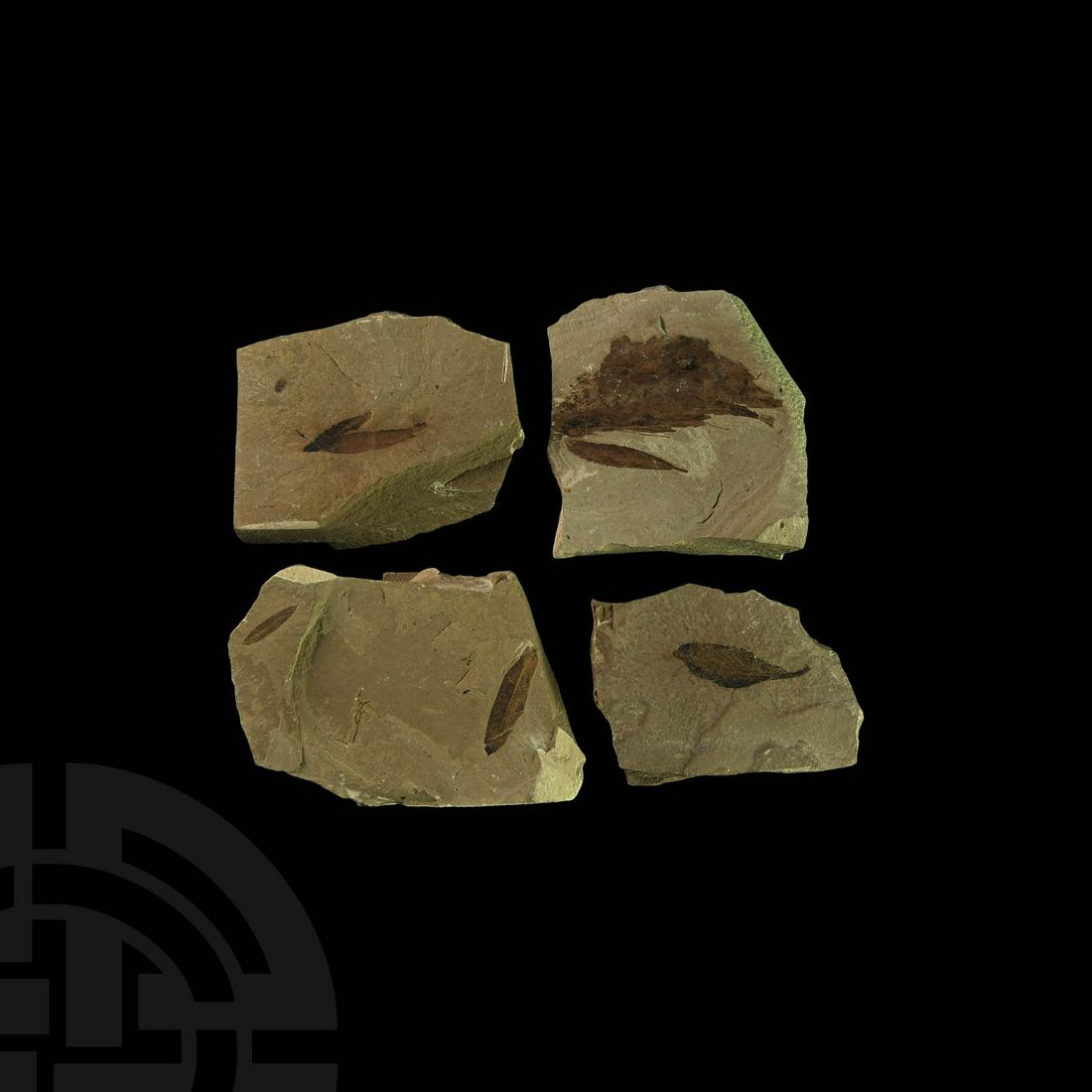 Green River Formation Fossil Leaf Group (1 of 1)