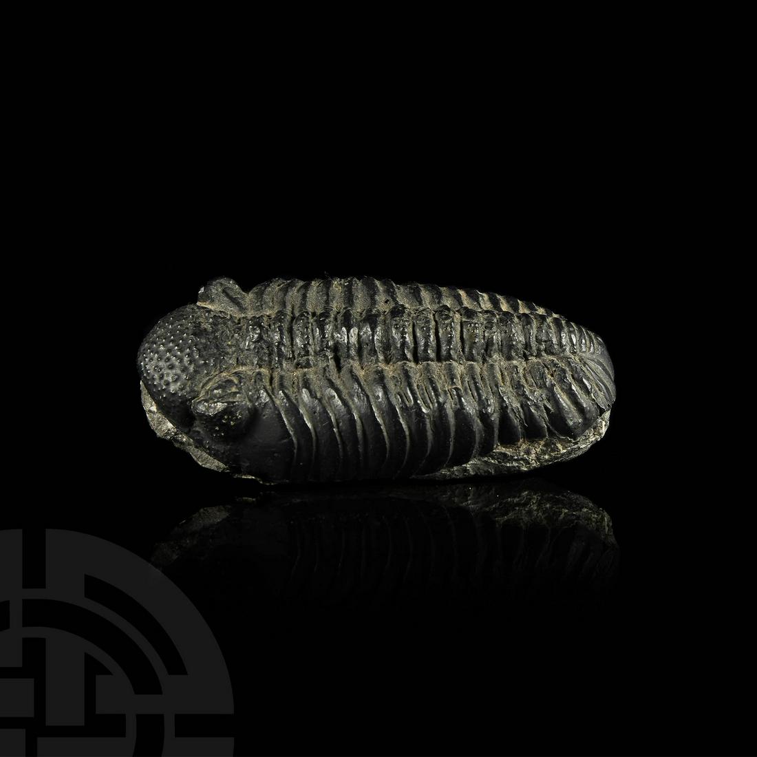 Large Phacops Fossil Trilobite: Devonian Period, 417-354 million years BP. A large Phacops rana trilobite on a matrix. 527 grams, 13.3cm (5 1/4"). Property of a Hertfordshire lady; by inheritance; ex David Miller collection. [No Res