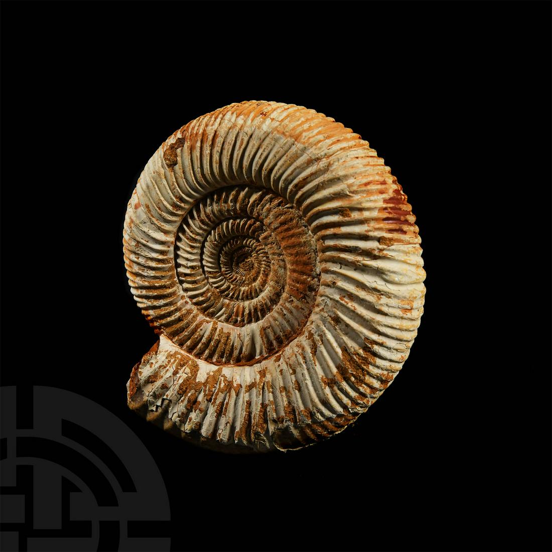 Fossil Ammonite: Jurassic Period, 199-145 million years BP. A good size Perisphinctes sp. fossil ammonite. 810 grams, 15cm (6"). Property of a Hertfordshire lady; by inheritance; ex David Miller collection; from Madag