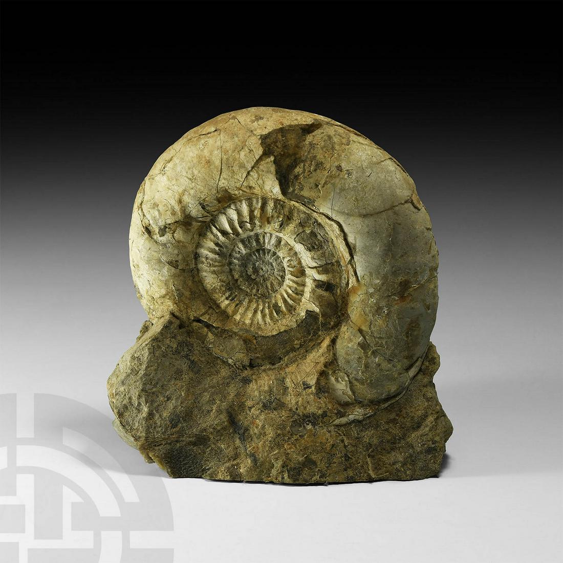 Ammonite Display: Middle Jurassic Period, c.150 million years BP. A free-standing fossil ammonite in a sympathetically cut stone matrix. 3.1 kg, 18cm (7"). Property of a Hertfordshire lady; by inheritance; ex David Mil