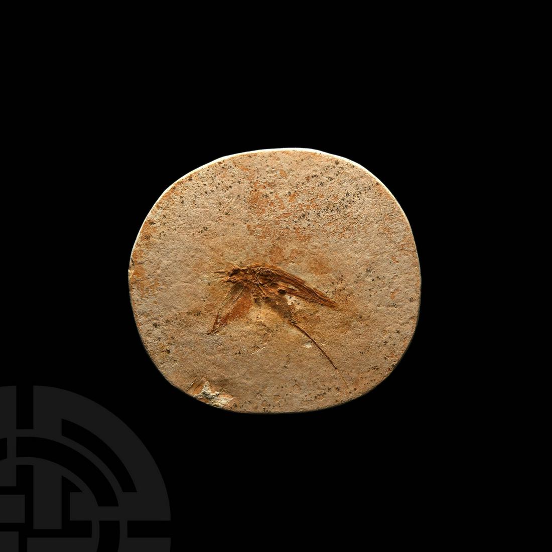 Fossil Grasshopper: Cretaceous Period, 110 million years BP. A fossil grasshopper in an oval matrix. 94 grams, 87mm (3 1/2"). From a Lincolnshire, UK, collection. [No Reserve]