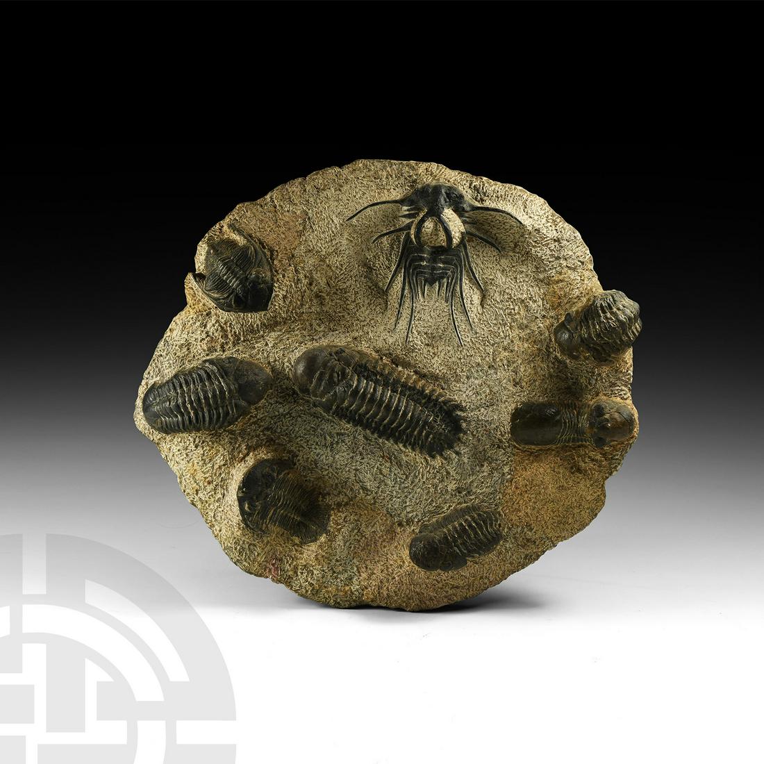 Fossil Trilobite Montage (1 of 1)