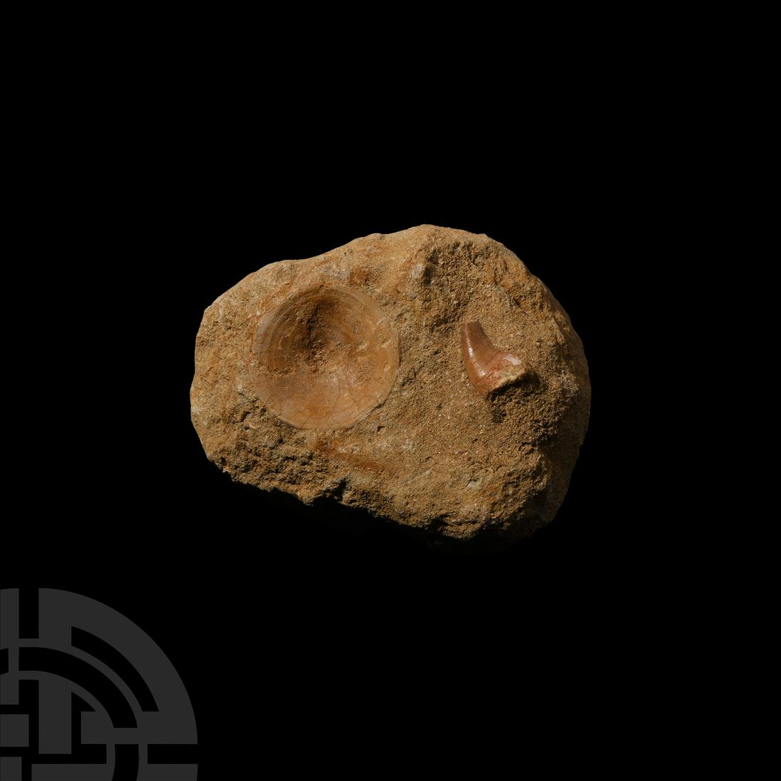 Fossil Mosasaur Tooth and Shark Vertebrae in Matrix: Upper Cretaceous Period, c.70 million years B.P. A fossil Mosasaur sp. tooth and a shark vertebrae set in matrix. 351 grams, 10.5 cm (4 1/8 in.) Private Shropshire, UK, collection. [No Reserve]