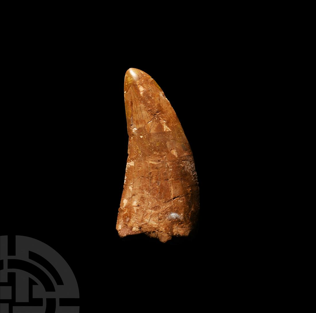 African 'T-Rex' Fossil Tooth: Cretaceous Period, 100-93 million years B.P. A large fossil tooth from Carcharodontosaurus saharicus (African T-rex), showing good enamel and serration. 26.9 grams, 73 mm (2 7/8 in.) Tegana formation,