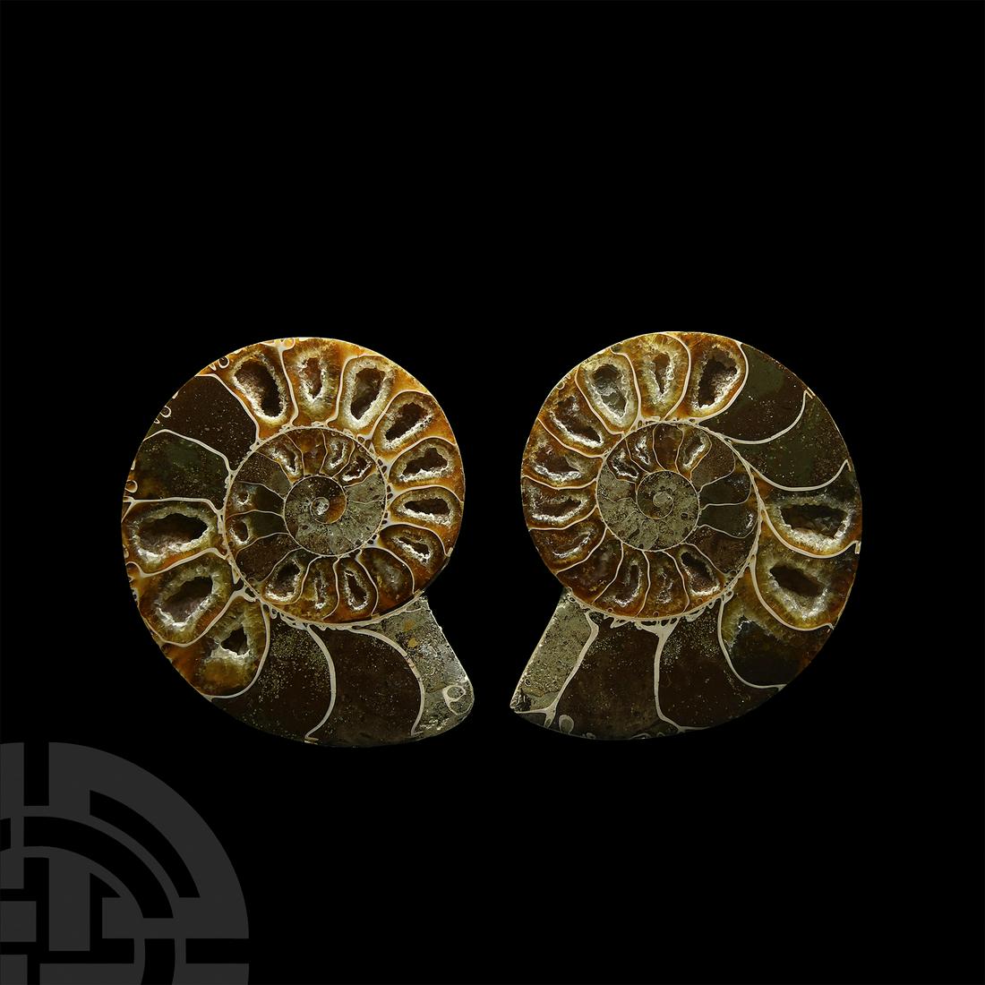 Cut and Polished Fossil Ammonite: Cretaceous Period, 145-65 million years B.P. A cut and polished Cleoniceras sp. ammonite displaying the distinctive pattern of the cross-section chambers. 138 grams total, 67-71 mm (2 1/2 - 2 3/4 in.)