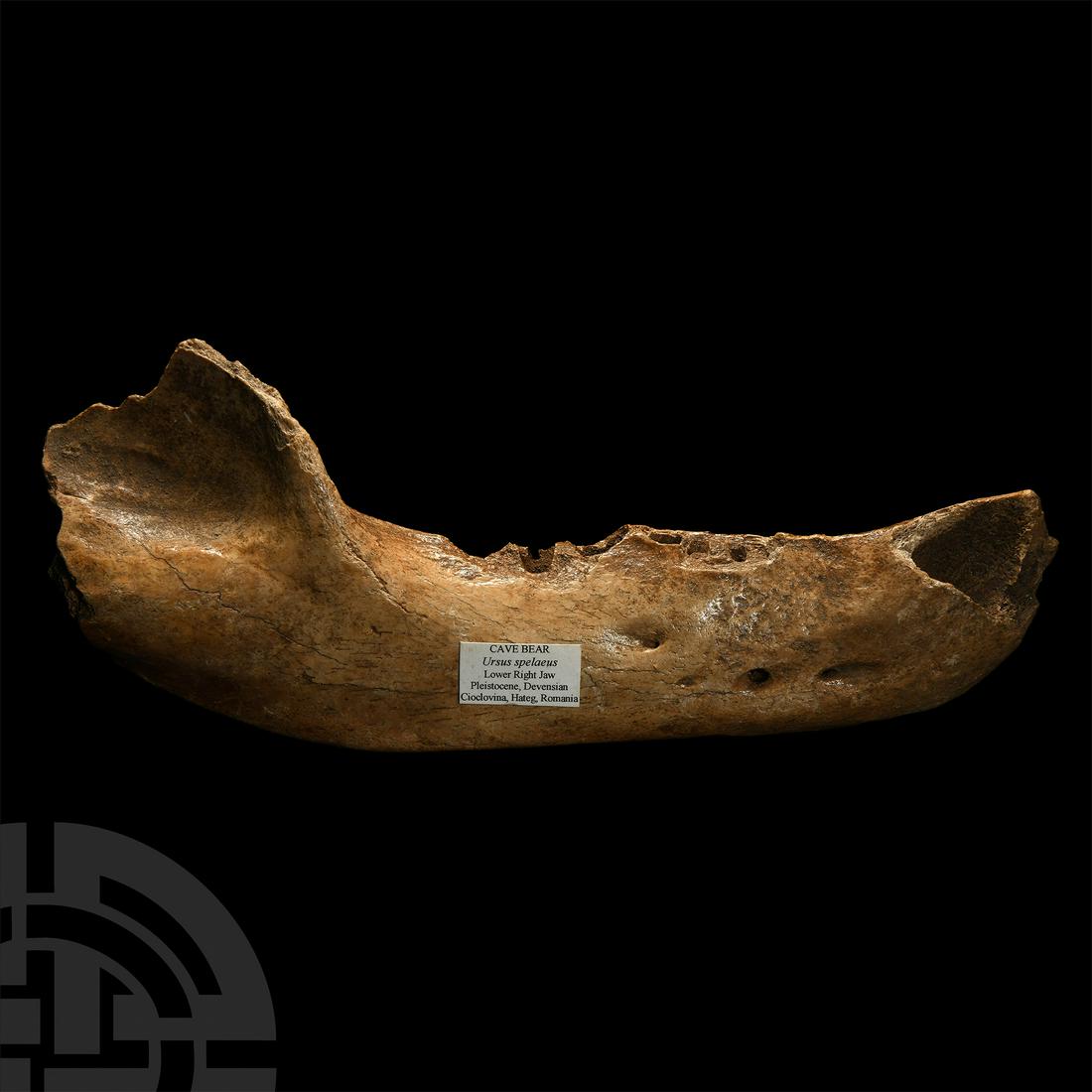 Cave Bear Jaw (1 of 1)