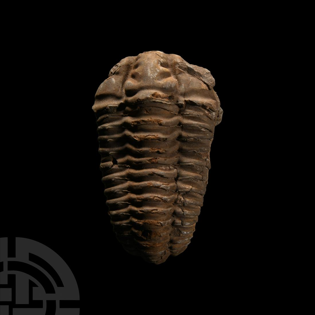 Fossil Trilobite on Matrix: A fossil trilobite on matrix. 140 grams, 83 mm (3 1/4 in.) Atlas Mountains, Morocco, North Africa. Stone Treasures, Midlands, UK, 2016. Ian Wilkinson collection, Nottinghamshire, UK, formed since 1985