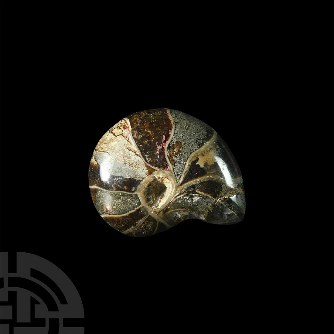 Polished Fossil Nautilus: Cretaceous Period, c.120 million years B.P. A polished fossil Cymatoceras sakalavus nautilus. 204 grams, 71 mm (2 3/4 in.) Jungles of Mahajanga, North West Madagascar. From an old Oxfordshire, UK, fos