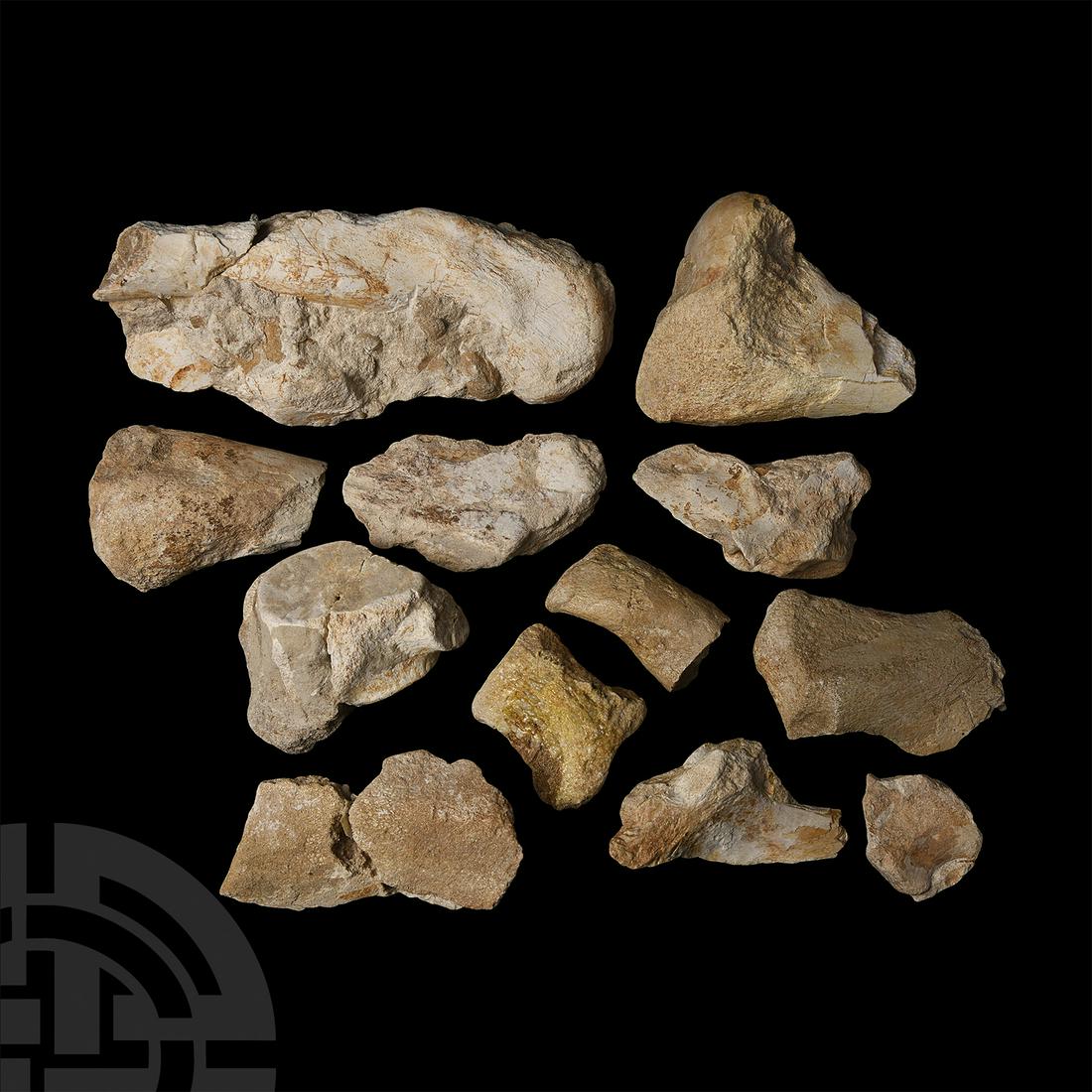 Raptor Dinosaur Fossil Bone Group: Cretaceous Period, 145-65 million years B.P. A large group of thirteen bones including a leg bone, rib bones, vertebra and clavicle bones, from the raptor dinosaur Deltadromeus agilis. 4.9 kg total, 5